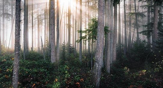 Kiefernwald mit hohen Kiefern, sonnendurchflutete Stämme und grünes Nadelwerk – natürliche Holzoptik, rustikales Waldambiente