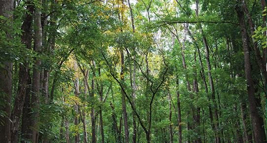 Echte Mahagonibäume in tropischem Wald: hohe, rötlich-braune Stämme und dichtes grünes Blätterdach im warmen Sonnenlicht