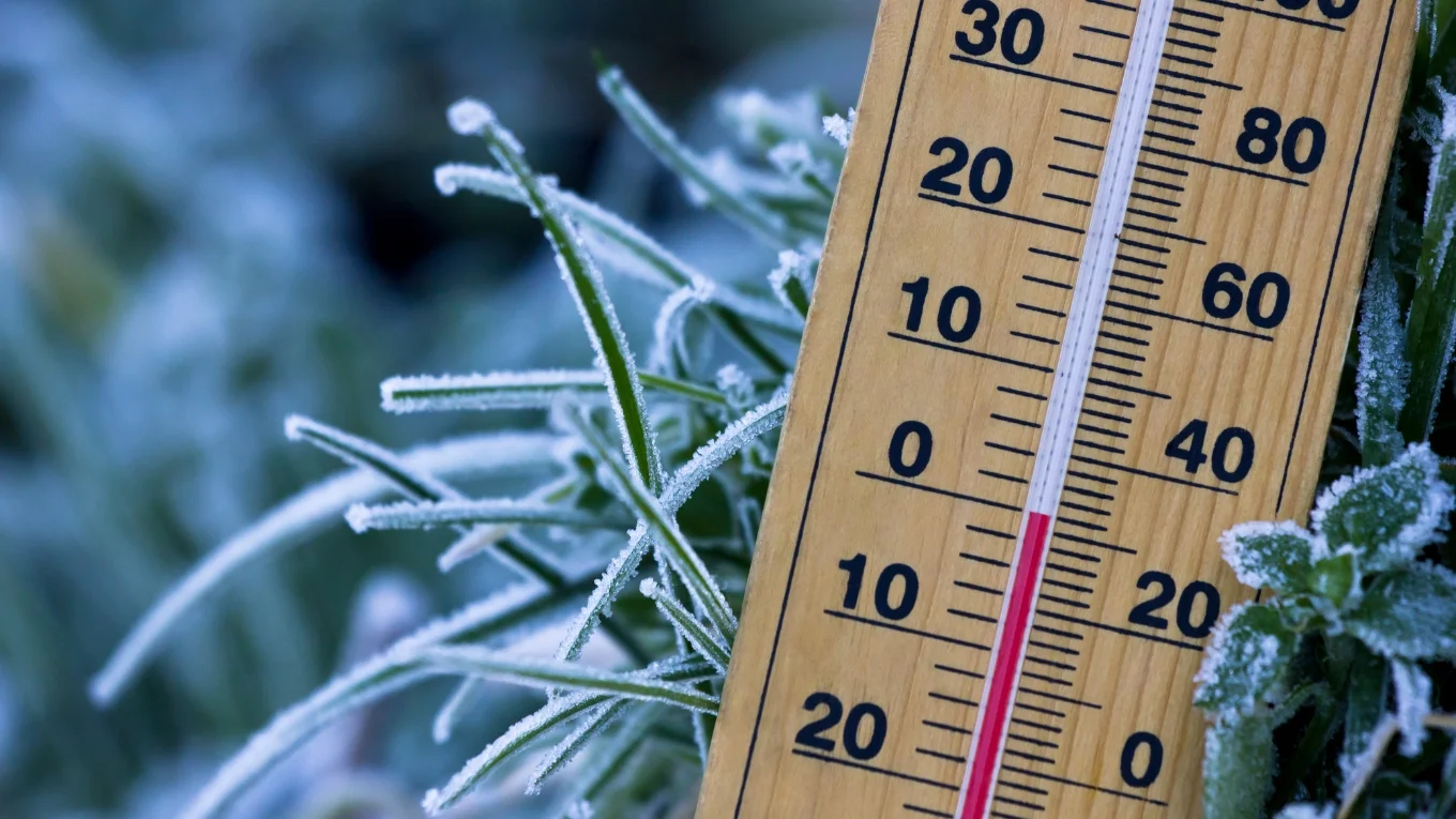 Angeschnittenes Thermometer mit Anzeige 0 Grad Celsius auf Pflanze mit Raureif.