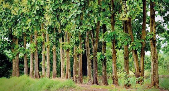 Teakholz-Bäume in Plantage mit hohen Stämmen und grünen Kronen, sonniges tropisches Waldambiente