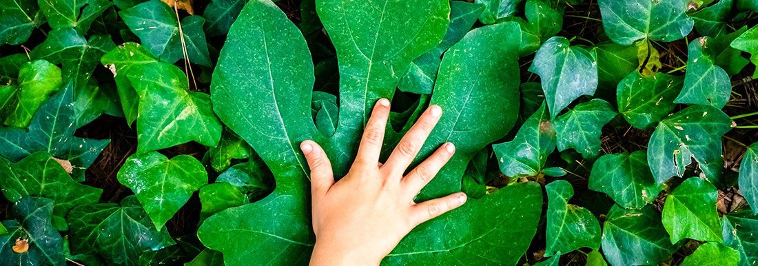 Hand auf einem Blatt als Motiv zum verantwortungsvollen Umgang mit natürlichen Ressourcen