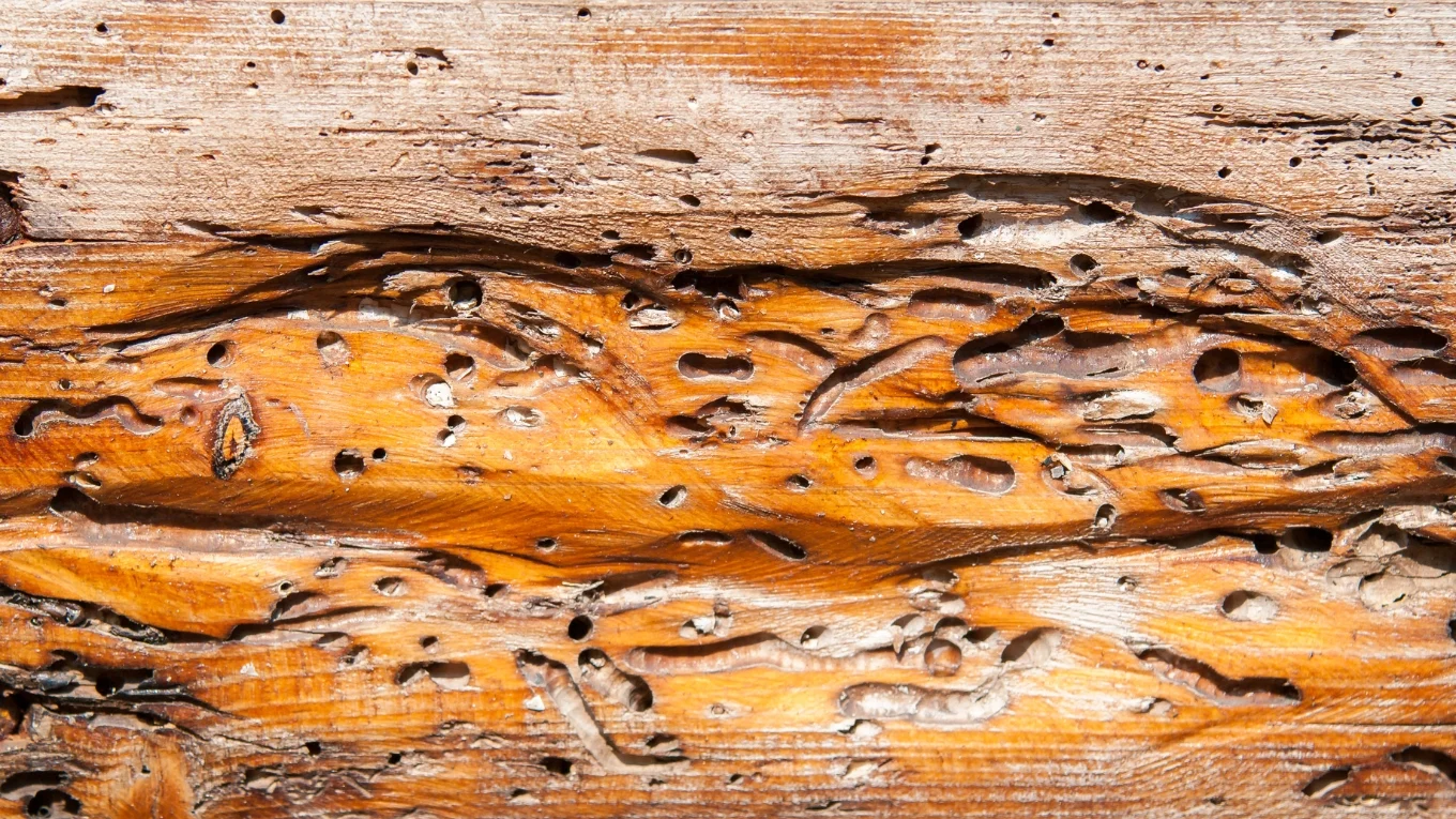 Infografik zur Holzwurmbekämpfung: Holz mit Bohrlöchern und Larven‑Nahaufnahme