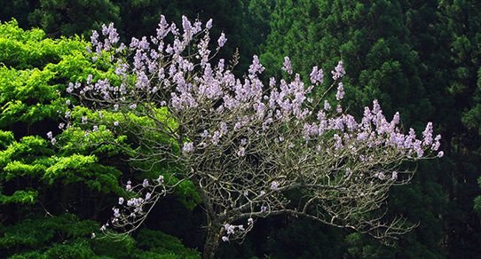 Paulownia-Bäume in einer sonnigen Allee: hohe schlanke Stämme, große grüne Blätter auf Wiese, naturnahe, ruhige Stimmung