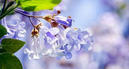 Nahaufnahme der Paulownia-Blüten: zart-lila bis weiße Trompetenblüten an grünen Blättern, frühlingshaftes Motiv