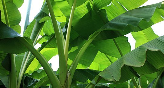 Nahaufnahme tropischer Bananenblätter: üppiges grünes Laub mit markanten Blattadern, dekoratives Naturmuster.