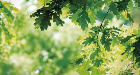 Eiche-Laub Holzoberfläche mit markanter Maserung, warmen honig- bis karamellfarbenen Tönen und natürlicher, lebendiger Struktur