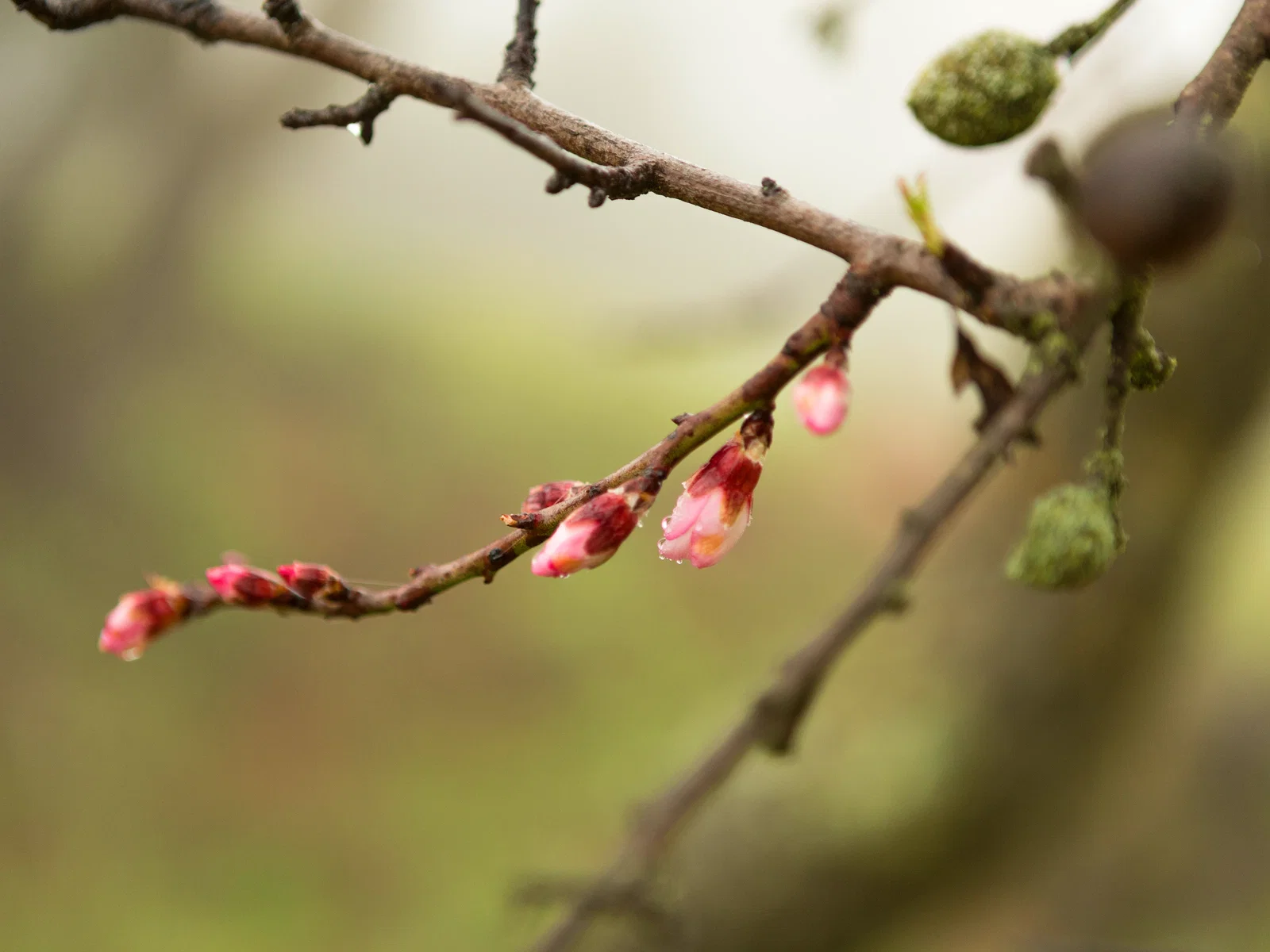 Osterdekoration auf Holztisch mit Holzhasen, bunt bemalten Eiern und Frühlingsblumen in Pastell- und Naturtönen, gemütliche Stimmung