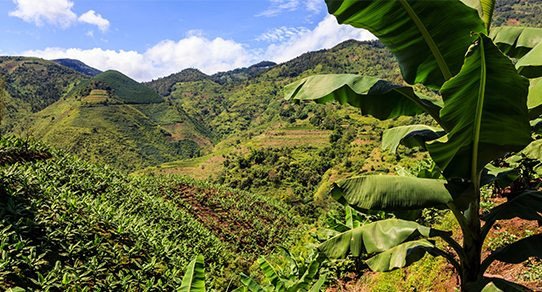 Bananenbaum-Plantage mit dichten Reihen großer grüner Blätter im sonnigen Tropenambiente, üppige Landwirtschaft