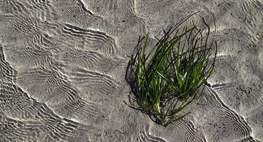 Seegras im klaren Meerwasser, Unterwasseraufnahme mit grünen Seegrasbüscheln und sanftem Lichtspiel auf dem Meeresgrund