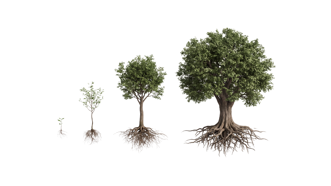 Vier Wachstumsphasen eines Baumes vom kleinen Setzling bis zum ausgewachsenen Baum mit sichtbarem Wurzelwerk
