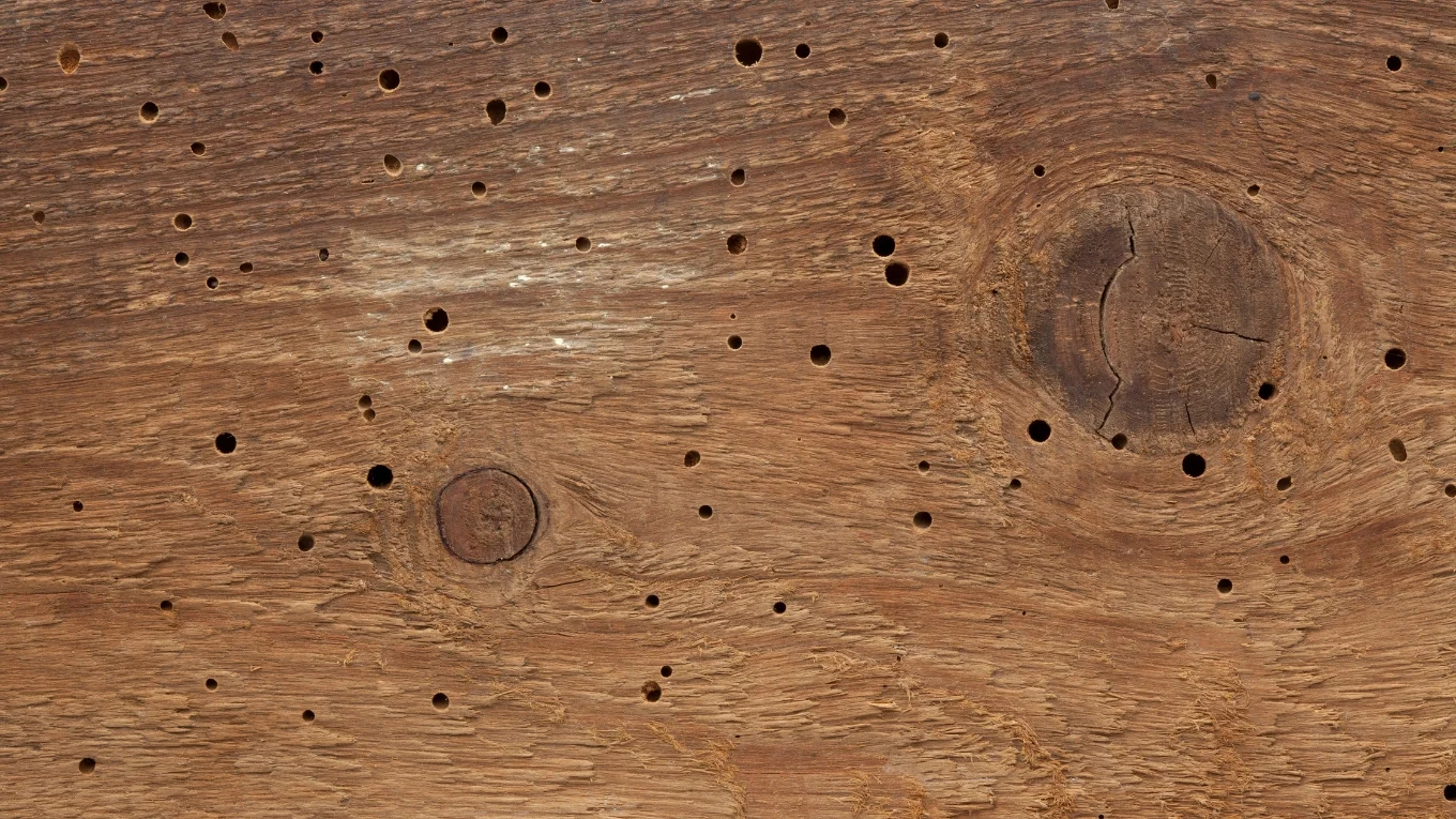 Schaubild zum Thema Holzwurmlöcher in massivem Echtholz.