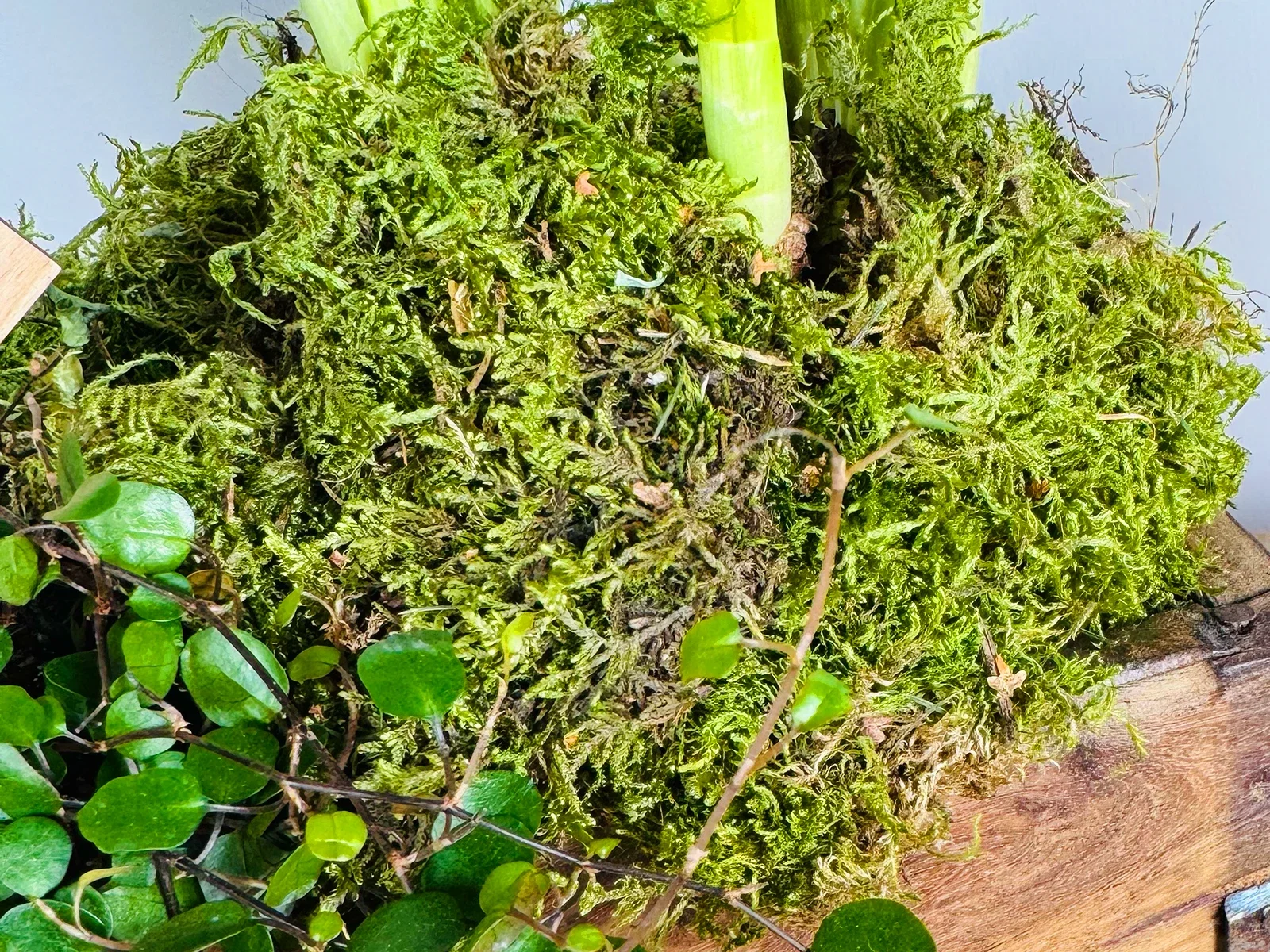 Osterdeko mit bunten, bemalten Eiern und Frühlingsblumen auf rustikalem Holztisch – helle, warme Frühlingsstimmung