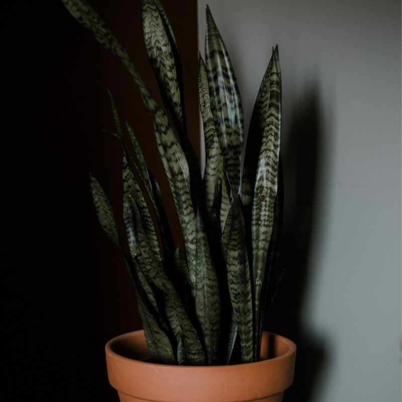 Bogenhanf (Sansevieria) im schlichten Topf, aufrechte grüne Blätter mit gelbem Rand vor hellem, minimalistischem Hintergrund.