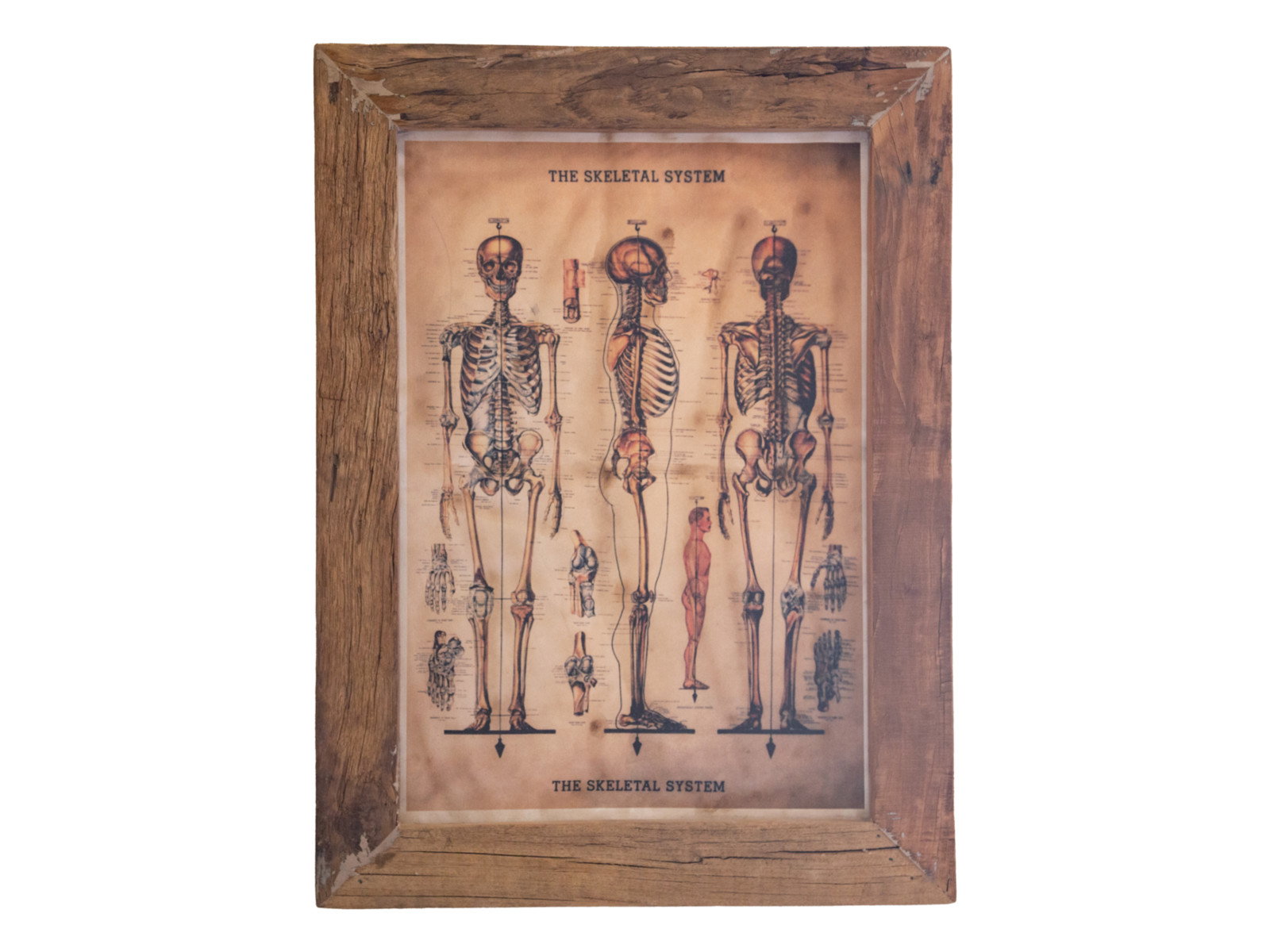Freisteller Frontansicht: Wandbild Skeleton – gerahmte Skelett-Anatomie auf recyceltem Hartholz, 59×79×3 cm, unbehandelt
