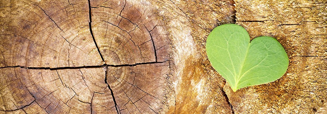 Baumstamm mit Jahresringen als Symbol für Holzherkunft und kontrollierten Holzhandel